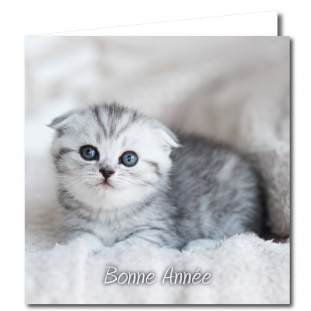 Cartes de voeux chat 15x15cm